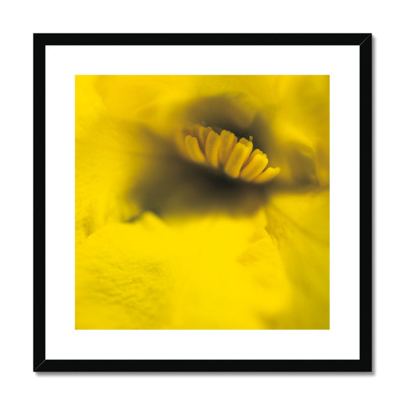 Australian Native Flora - Yellow Framed & Mounted Print - Arte Della Fotografia