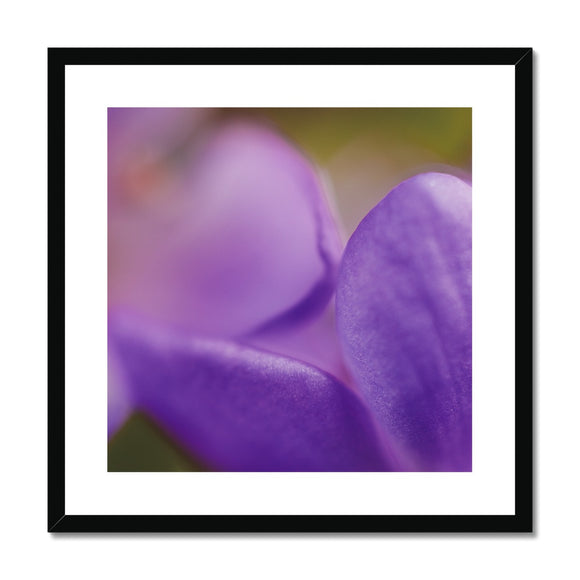 Native Australian Flora - Purple    Framed & Mounted Print - Arte Della Fotografia