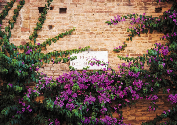 Street Sign and Bougainvillea - Tuscany Collection