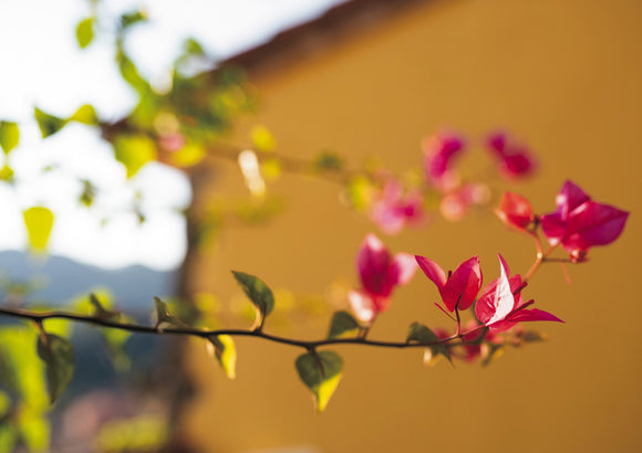 Bougainvillea on Yellow