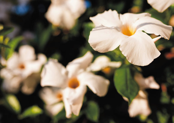 Mandevilla in the Morning Sun