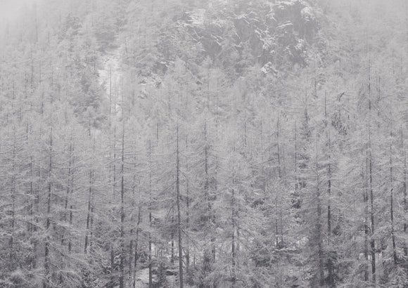 Snow Covered Trees