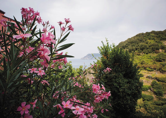 Monterosso Headland Through Flowers - Cinque Terre Collection