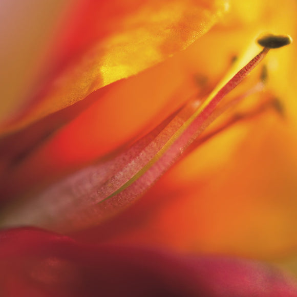 Native Australian Flora - Red and Orange