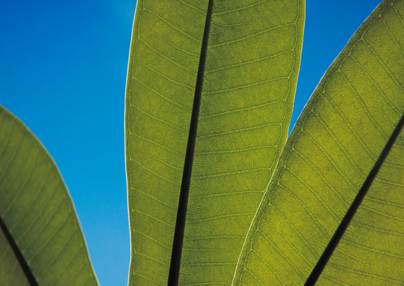 Frangipani Leaves and Summer Sky