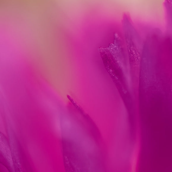 Native Australian Flora - Pink