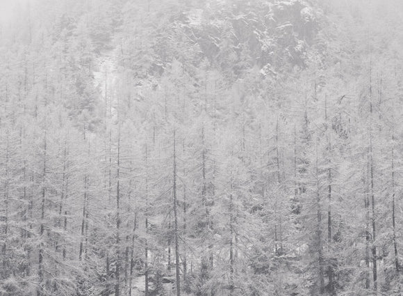 Snow Covered Trees