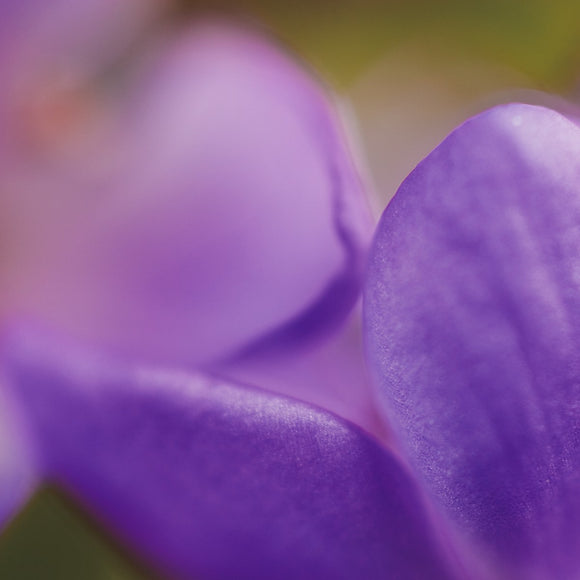 Native Australian Flora - Purple