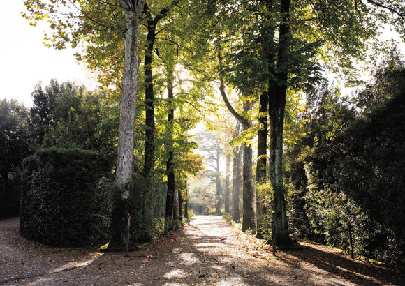 Tree Corridor in Boboli Gardens - Tuscany Collection