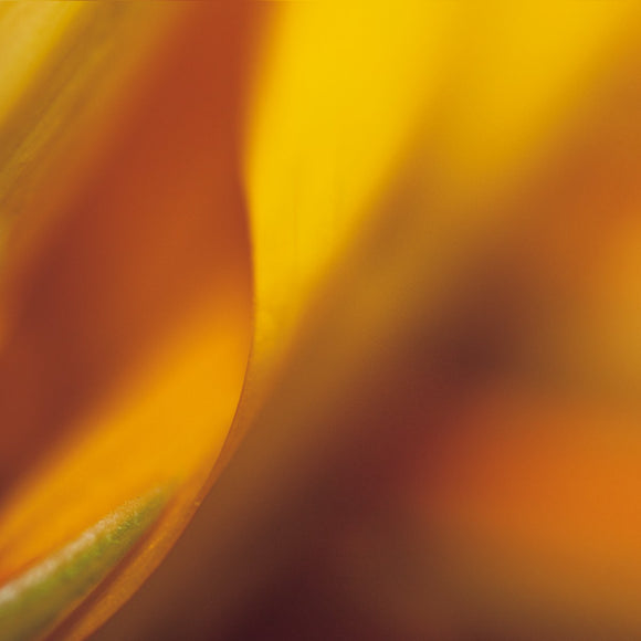 Native Australian Flora - Orange