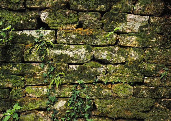 Moss Covered Wall of San Martino