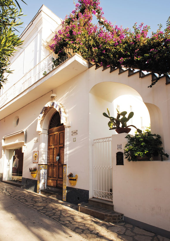 Main Street Bougainvillea - Capri Collection