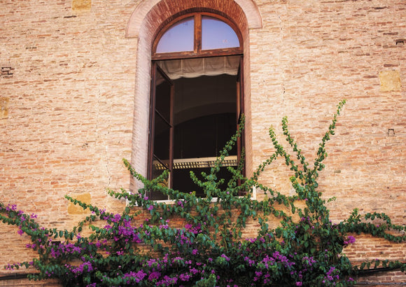 Window and Bougainvillea