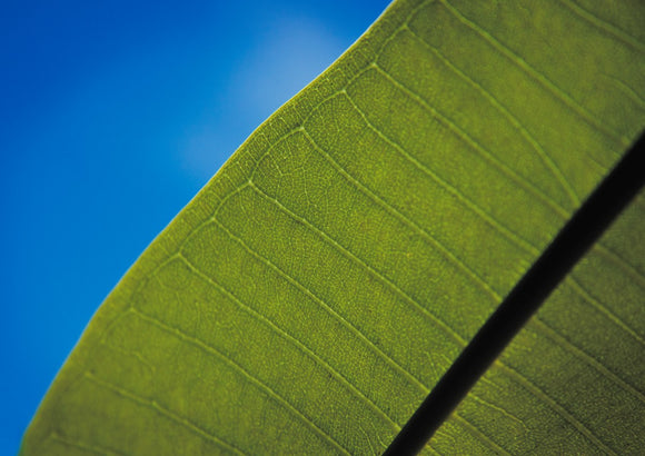 Frangipani Leaf and Summer Sky