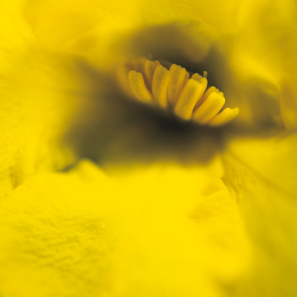 Australian Native Flora - Yellow