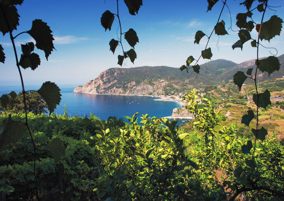 Monterosso Through The Vines - Cinque Terre Collection