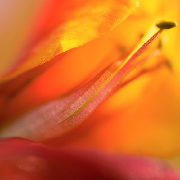 Native Australian Flora