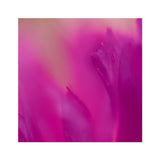 Native Australian Flora - Pink Fine Art Print - Arte Della Fotografia