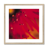 Native Australian Flora - Red Framed & Mounted Print - Arte Della Fotografia