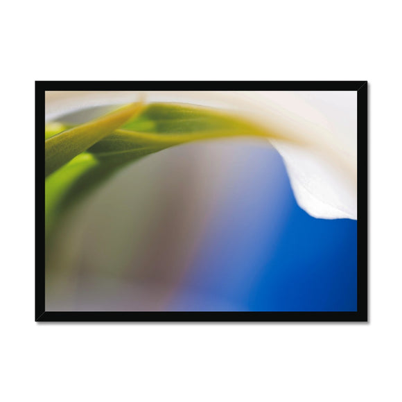 Lily and Blue Framed Print - Arte Della Fotografia