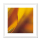 Native Australian Flora - Orange Framed & Mounted Print - Arte Della Fotografia