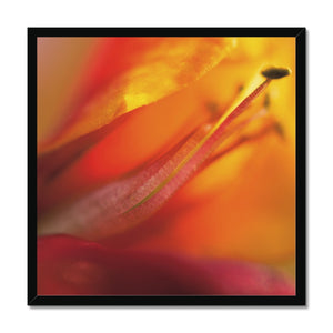 Native Australian Flora - Red and Orange  Framed Print - Arte Della Fotografia