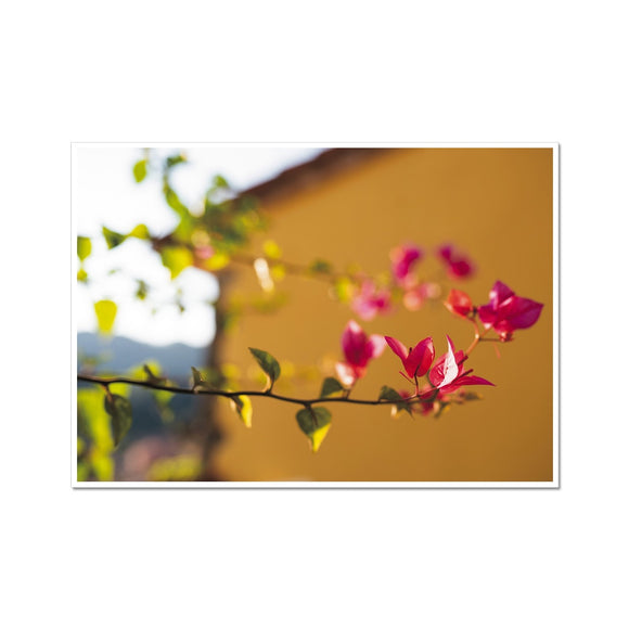 Bougainvillea on Yellow Fine Art Print