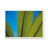 Frangipani Leaves and Summer Sky Framed Print