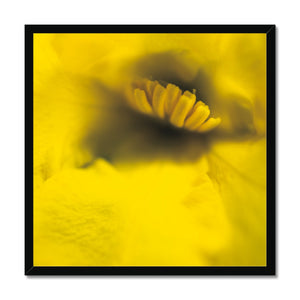 Australian Native Flora - Yellow Framed Print - Arte Della Fotografia