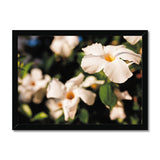 Mandevilla in the Morning Sun  Framed Print