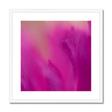 Native Australian Flora - Pink Framed & Mounted Print - Arte Della Fotografia