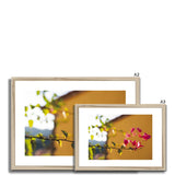 Bougainvillea on Yellow Framed & Mounted Print