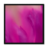 Native Australian Flora - Pink Framed Print - Arte Della Fotografia