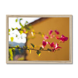 Bougainvillea on Yellow Framed Print