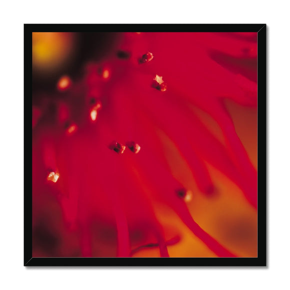 Native Australian Flora - Red Framed Print - Arte Della Fotografia