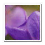 Native Australian Flora - Purple    Framed Print - Arte Della Fotografia