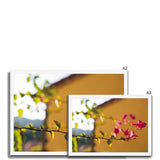 Bougainvillea on Yellow Framed Print