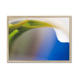 Lily and Blue Framed Print - Arte Della Fotografia