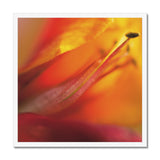 Native Australian Flora - Red and Orange  Framed Print - Arte Della Fotografia