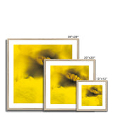 Australian Native Flora - Yellow Framed & Mounted Print - Arte Della Fotografia