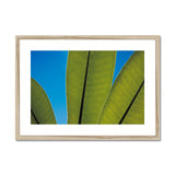 Frangipani Leaves and Summer Sky Framed & Mounted Print