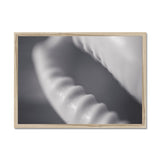 Shell Detail One Framed Print - Arte Della Fotografia