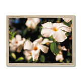 Mandevilla in the Morning Sun  Framed Print