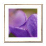 Native Australian Flora - Purple    Framed & Mounted Print - Arte Della Fotografia