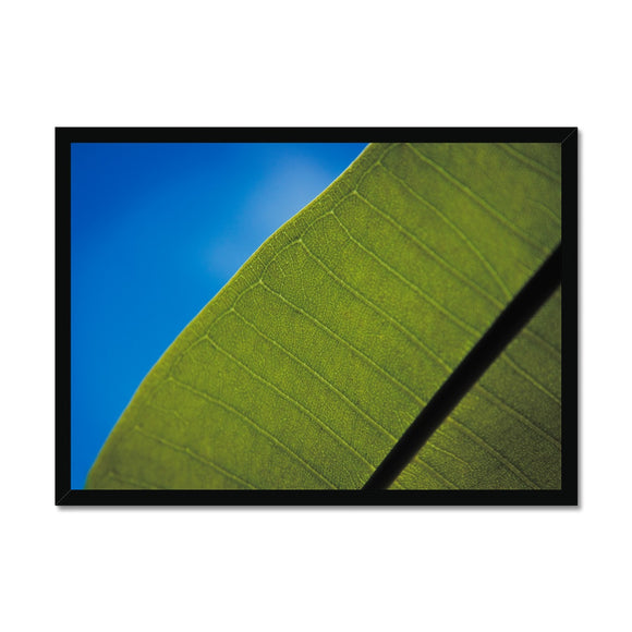 Frangipani Leaf and Summer Sky Framed Print