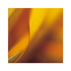 Native Australian Flora - Orange Fine Art Print - Arte Della Fotografia