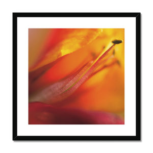 Native Australian Flora - Red and Orange  Framed & Mounted Print - Arte Della Fotografia