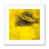 Australian Native Flora - Yellow Framed & Mounted Print - Arte Della Fotografia