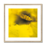 Australian Native Flora - Yellow Framed & Mounted Print - Arte Della Fotografia