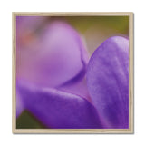 Native Australian Flora - Purple    Framed Print - Arte Della Fotografia